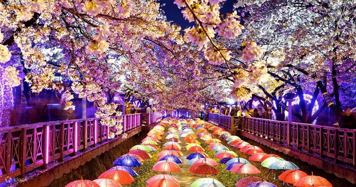 Jinhae Cherry Blossom Tour from Busan Klook India
